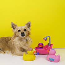 Jucarii animale si Accesorii